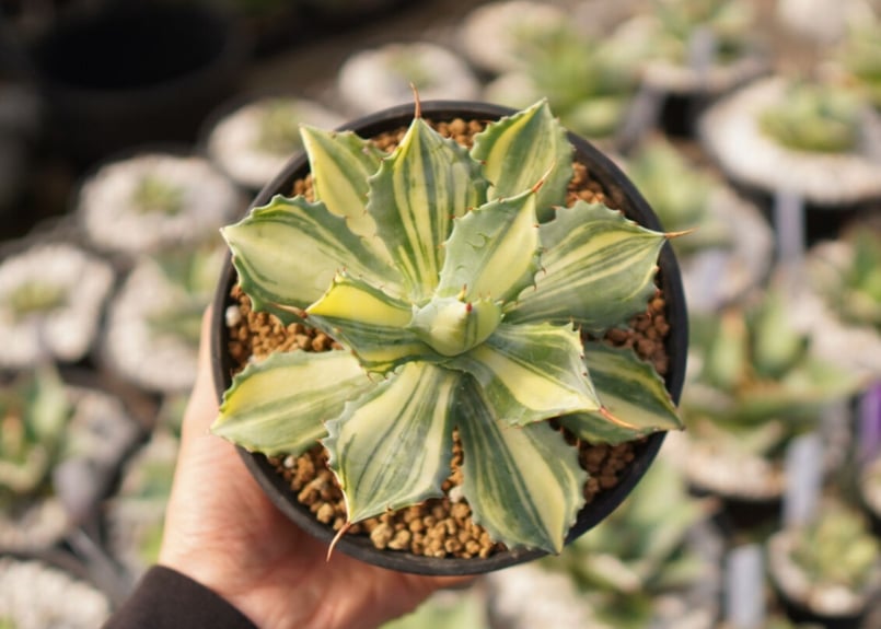 アガベ イシスメンシス 斑入り 大株 アガベ イシスメンシス 斑入り 大