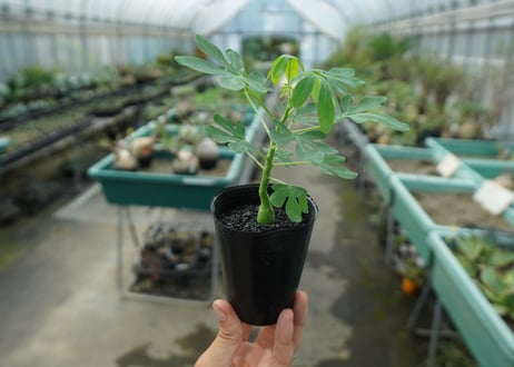 アデニア　グラウカ　Adenia glauca  No.1