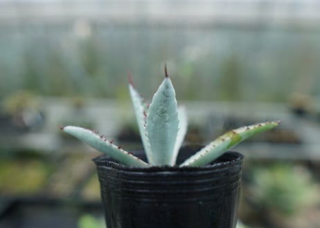 アガベ　屈原の舞扇 Agave 'Kutsugen no Maiougi'   No.2