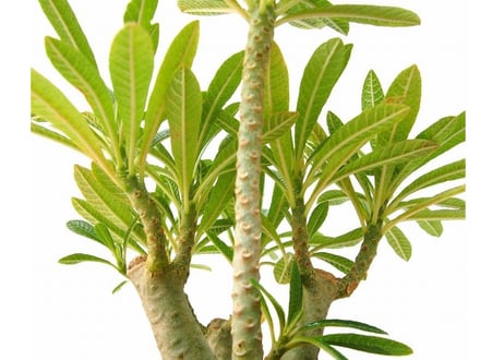 Dorstenia gigas　ドルステニア　ギガス
