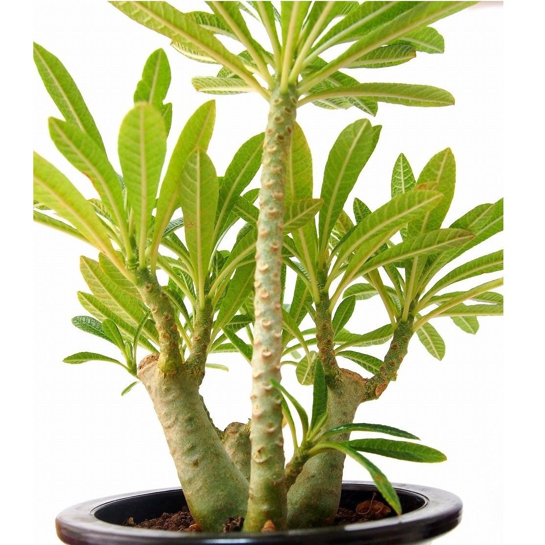 Dorstenia gigas ドルステニア ギガス | mana's farm:塊根植物・ア