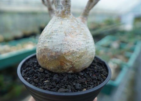 パキポディウム　グラキリス　 Pachypodium Gracilius  No.1