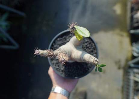 パキポディウム マカイエンセ　Pachypodium makayense　No.4