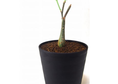 シッサス ツベローサ　Cissus tuberosa