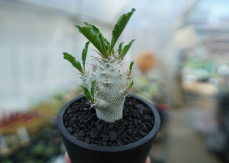 パキポディウム　サンデルシー　Pachypodeium saundersii  No.5