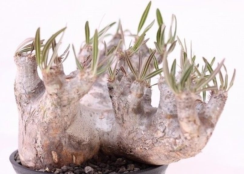 Pachypodium inopinatum パキポディウム イノピナツム no.2 特選