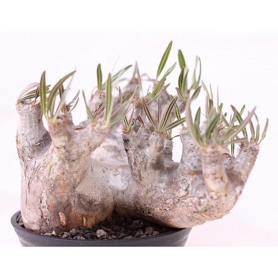 Pachypodium inopinatum パキポディウム イノピナツム no.2 特選