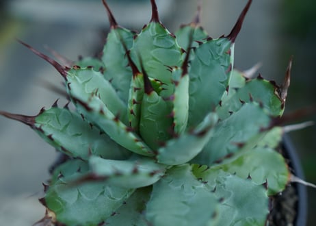 アガベ　マクロアカンサ×ポタトラム　 Agave macroacantha×potatorum