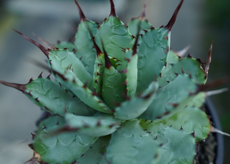 アガベ マクロアカンサ×ポタトラム Agave macroacantha×potatorum
