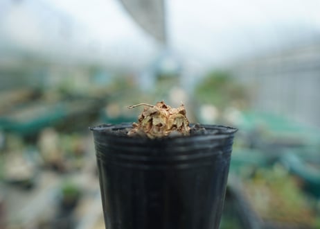 亀甲竜　Dioscorea elephantipes　No.2