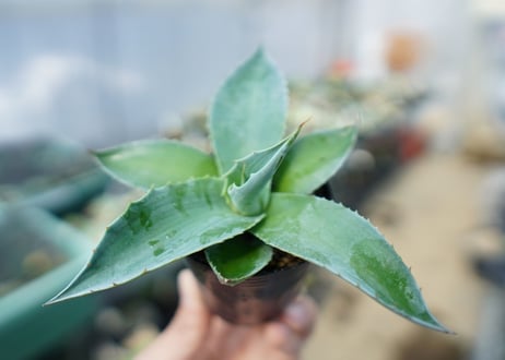 アガベ　オバティフォリア　Agave ovatifolia　No.5