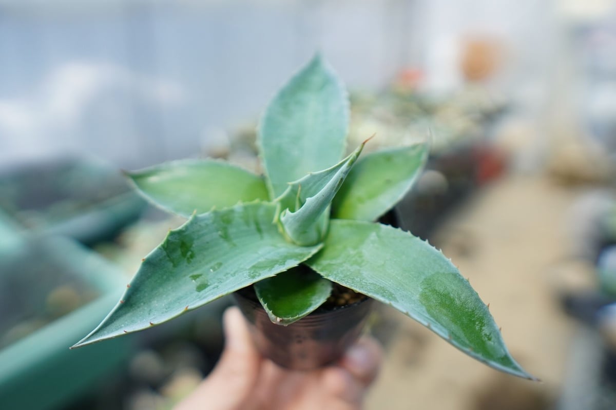 ラスト Agave ovatifolia 'Moby' アガベ オバティフォリア アガベ オバ