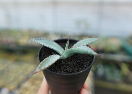 アガベ　屈原の舞扇 Agave 'Kutsugen no Maiougi'