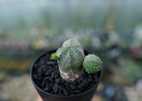 ユーフォルビア　オベサブロー　Euphorbia ObesaBlow No.2