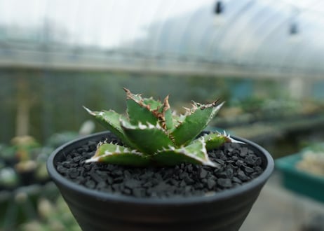 アガベ　チタノタ 　Agave titanota　No.6