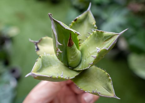 Agave Sowing seeds A NO.1