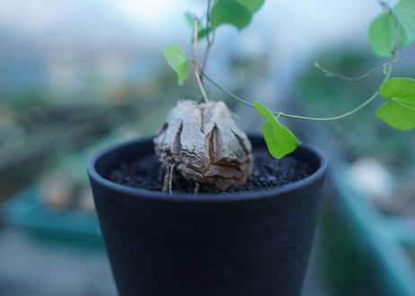 亀甲竜　Dioscorea elephantipes　No.2