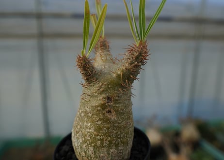 パキポディウム　グラキリス　Pachypodium gracilius　No.5