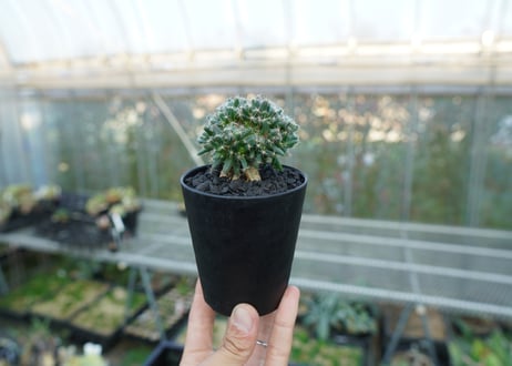トリコディアデマ　デンサム　Trichodiadema densum  No.2