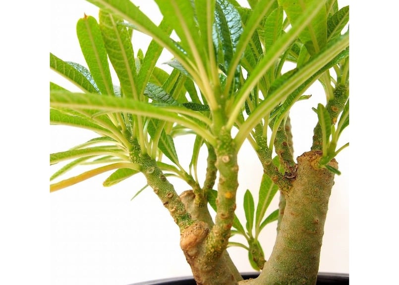 Dorstenia gigas ドルステニア ギガス | mana's farm:塊根植物・ア