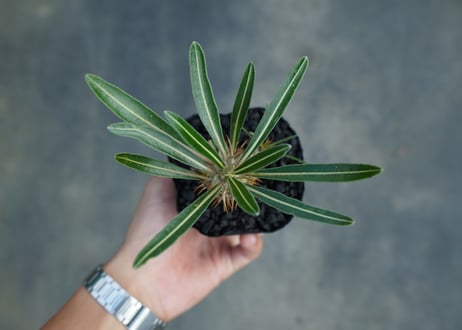 パキポディウム　カクチぺス　Pachypodium cactipes  No.2