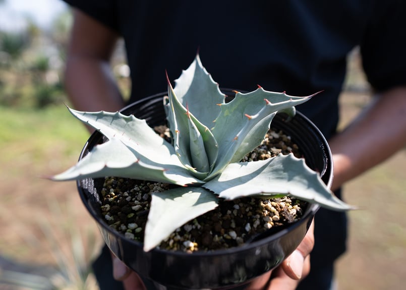 Agave ovatifolia 'Frosty Blue' | mana's farm:塊根