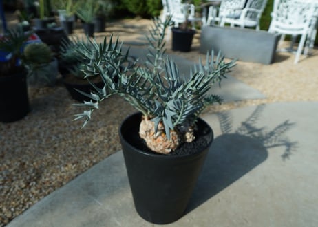 エンセファラルトス　 ホリダス　Encephalartos horridus