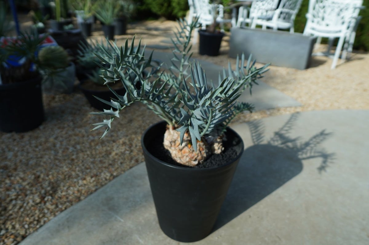 エンセファラルトス ホリダス Encephalartos horridus | mana's エンセファラルトス ホリダス Encephalartos horridus | mana's