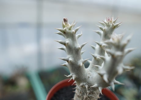 パキポディウム　デンシフローラム　Pachypodium densiflorum　No.9