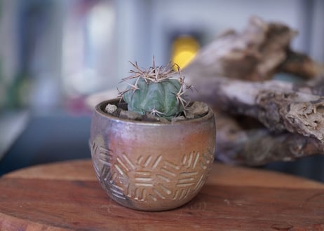 Echinocactus horizonthalonius