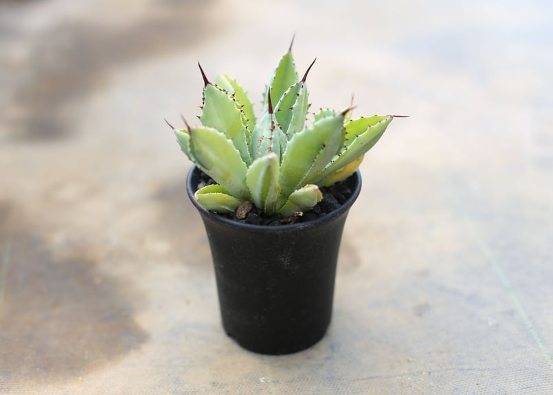 アガベ キュービック | mana's farm:塊根植物・アガベ・ドライガーデン