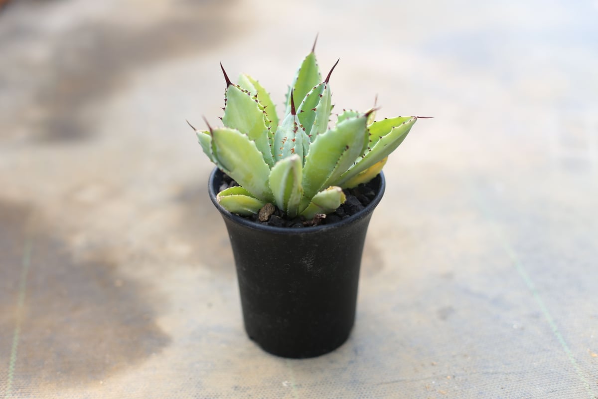 アガベ キュービック | mana's farm:塊根植物・アガベ・ドライガーデン