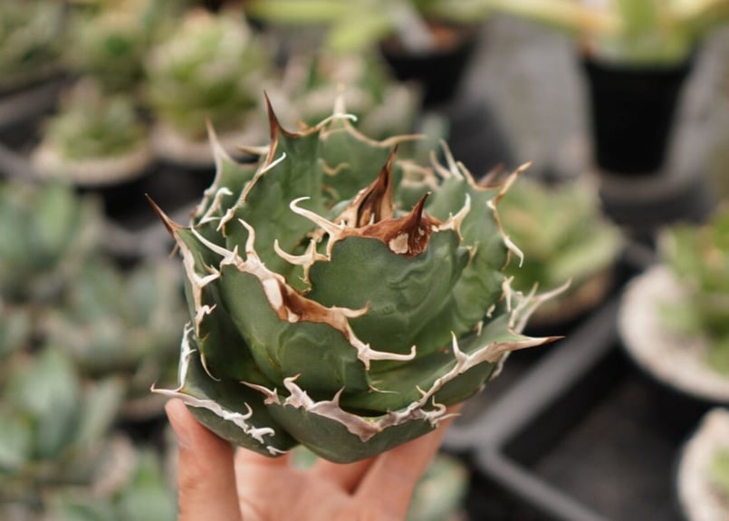 アガベ チタノタ 白鯨 NO.6 | mana's farm:塊根植物・アガベ・ドライ