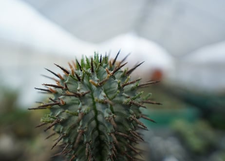 ユーフォルビア　ゼブラホリダ　Euphorbia horrida var. zebrina
