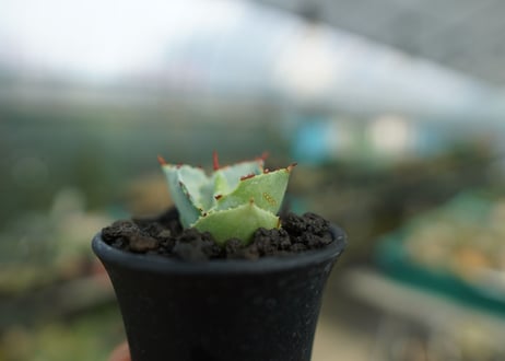 アガベ　兜蟹　Agave isthmensis “Kabutogani”　No.2