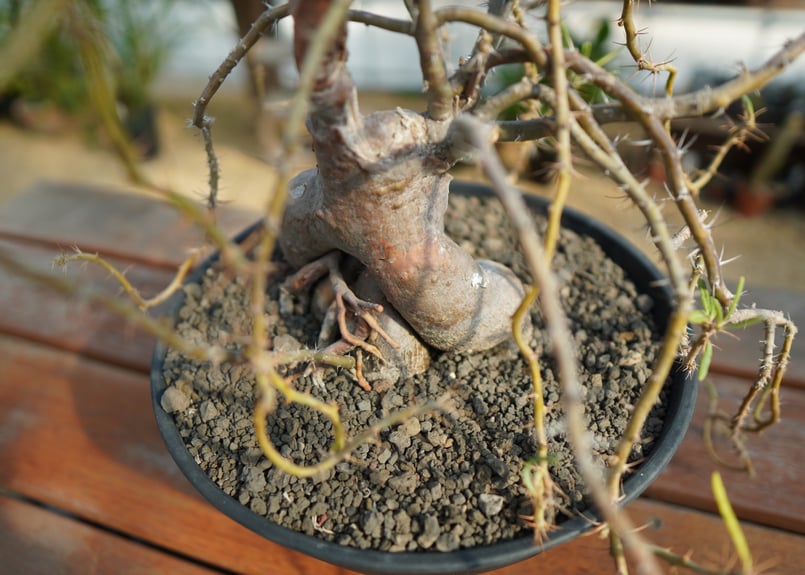 パキポディウム サキュレンタム | mana's farm:塊根植物・アガベ