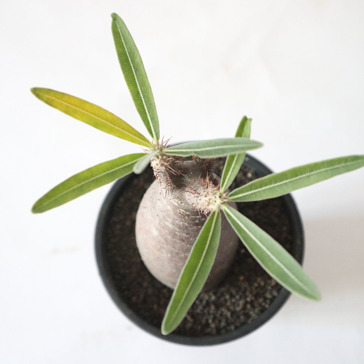 パキポディウム グラキリス no.44 | mana's farm:塊根植物・アガベ