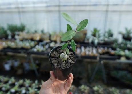 フォッケア　エデュリス　Fockea edulis　No.2
