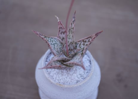 アロエ　ドリアンフレーク Aloe rauhii 'Dorian-flake'