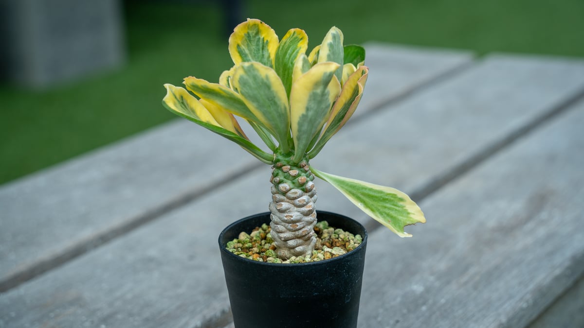 ユーフォルビア・ポイゾニー、アガベの2本セット、引き取り限定‼️ ユーフォルビア・ポイゾニー、アガベの2本セット、引き取り限定