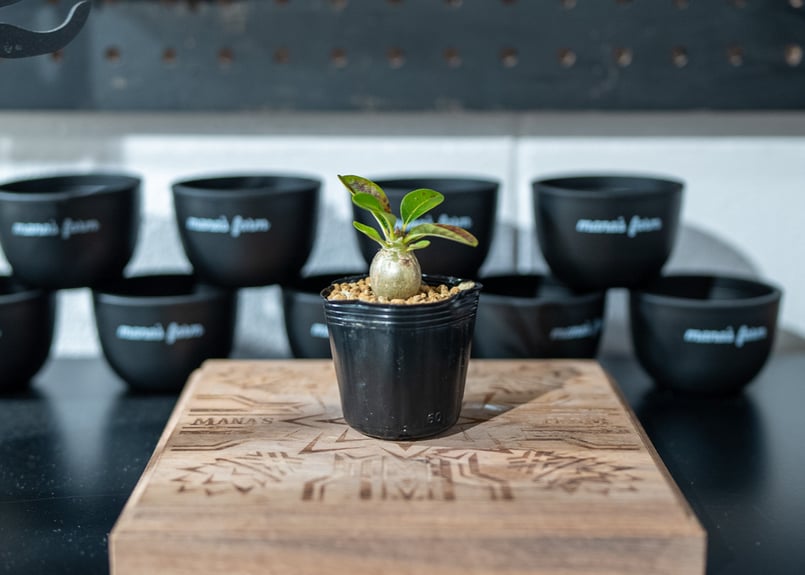 パキポディウム ウィンゾリー Pachypodium baronii var. windsor