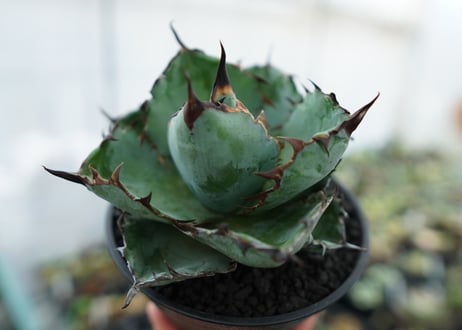 アガベ　チタノタ　 ブラックアンドブルー 　Agave titanota black and blue　NO.4