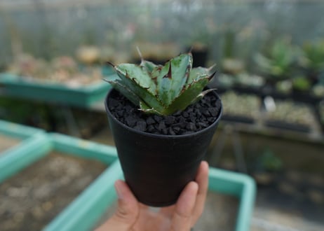 アガベ　チタノタ　 ブラックアンドブルー 　Agave titanota black and blue　No.3
