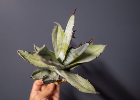 Agave titanota Agave B&B No.4