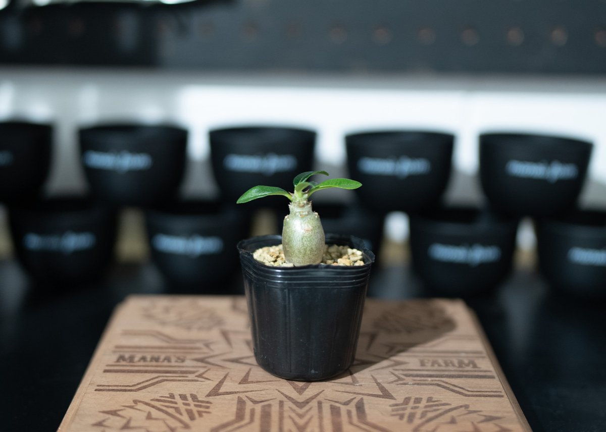 パキポディウム ウィンゾリー 沖縄実生 No.2 | mana's farm:塊根