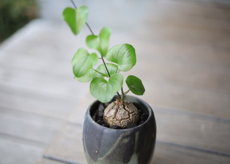 亀甲竜　Dioscorea elephantipes