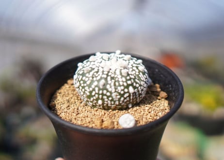 アストロフィツム　スーパー兜 Astrophytum asterias 'Super Kabuto'　No.1