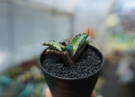 アガベ　チタノタ　 ブラックアンドブルー 　Agave titanota black and blue　No.3