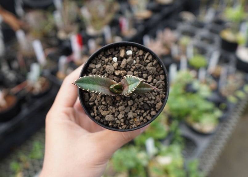 agave 鬼爪 雪峰 №10 | mana's farm:塊根植物・アガベ・ドライガーデン