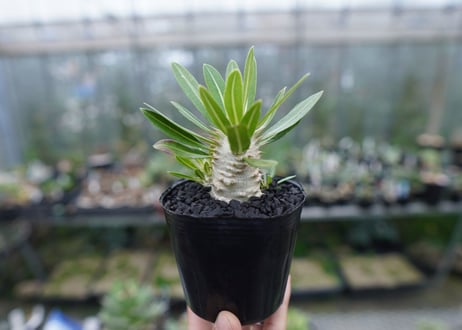 パキポディウム　ロスラツム　Pachypodium rosulatum  No.1